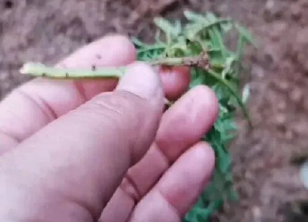 植物扦插|万寿菊可以扦插吗