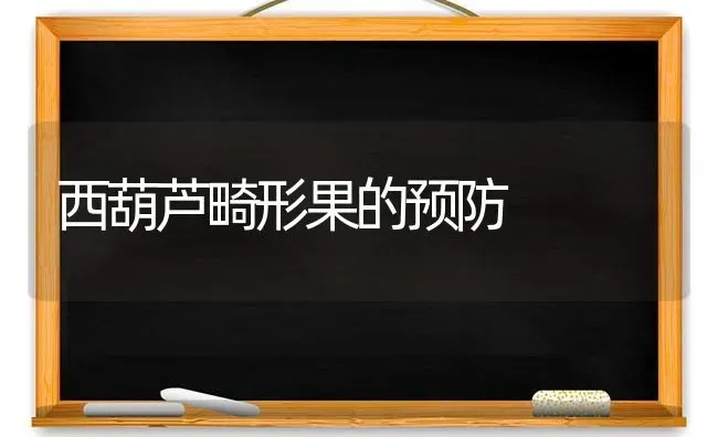 西葫芦畸形果的预防 | 瓜果种植