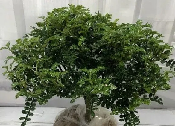 植物百科|胡椒木会开花吗 开花样子（图片）