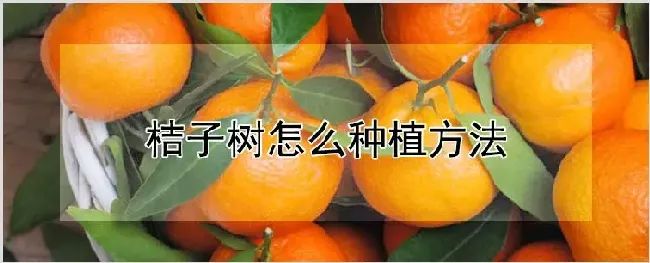 桔子树怎么种植方法 | 自然知识