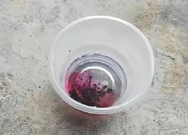 植物浇水|高锰酸钾溶液可以直接浇花吗 有什么作用