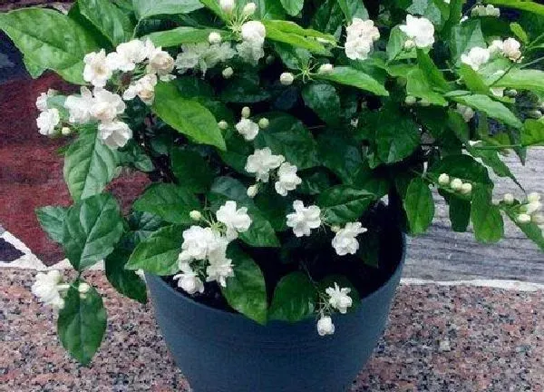养殖方法|茉莉花期怎么养护管理