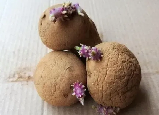 食用须知|土豆发芽了把芽削掉能吃吗 土豆生芽还能不能食用