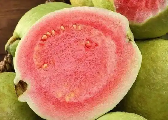 果实科普|芭乐一年四季都有吗 什么时候是吃芭乐的季节