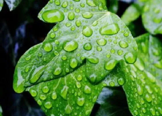 植物百科|常春藤属于什么植物类型