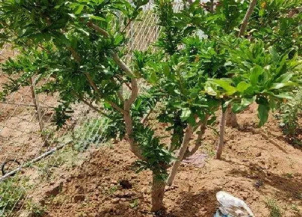 植物移栽|石榴树冬天能移栽吗 冬天移栽石榴树能成活吗