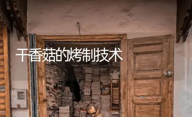 干香菇的烤制技术 | 食用菌种植