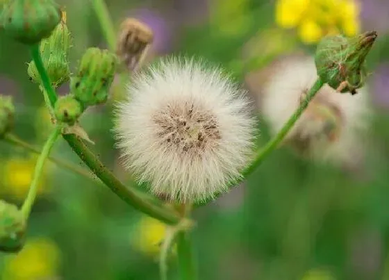 花语|蒲公英花代表什么意思