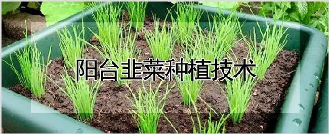 阳台韭菜种植技术 | 耕种资料