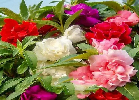 冬天植物|凤仙花怎么过冬天 过冬养殖要点