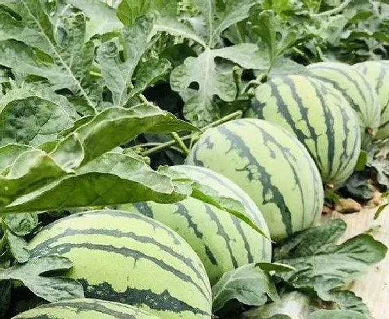 植物虫害|西瓜钻心虫防治方法 打什么农药好