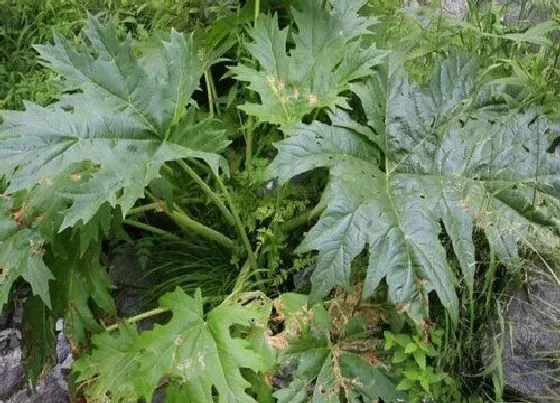 种植管理|大黄的生长周期是多长时间