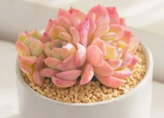 植物百科|多肉植物开花吗 开花什么样子