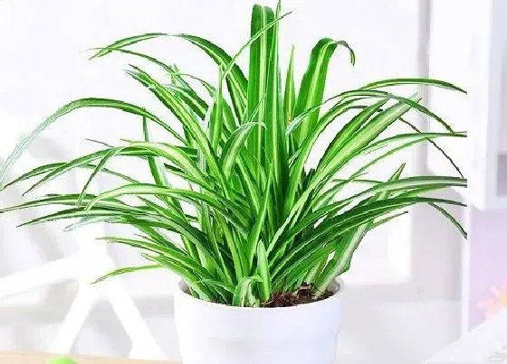 植物百科|吸收甲醛最好的花卉有哪些