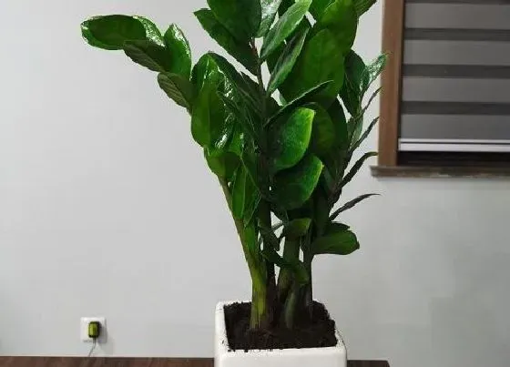 冬天植物|金钱树抗冻吗