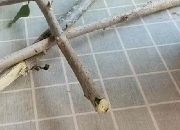 植物扦插|三角梅可以插枝吗