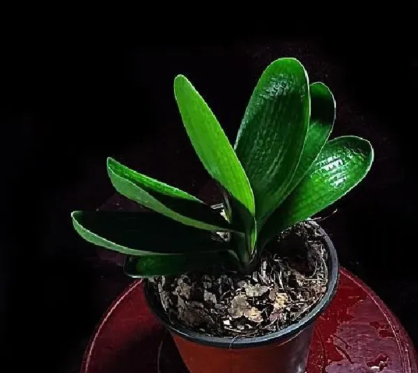 植物换土|君子兰换土时间和方法 换土后养护措施及注意事
