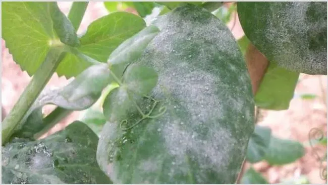白粉病怎么防治？ | 植物病害