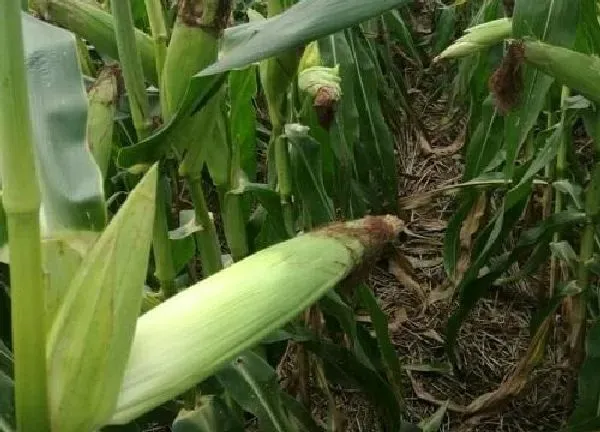 植物浇水|玉米后期什么时候浇水最好（玉米最后一次浇水在什么时间）