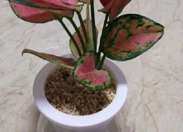 植物浇水|如意皇后多久浇一次水