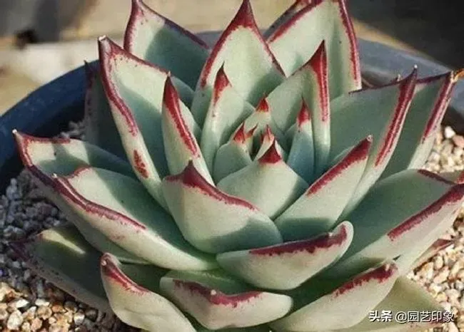 植物修剪|多肉植物花剑要剪掉吗，东云多肉长花剑要掐吗）