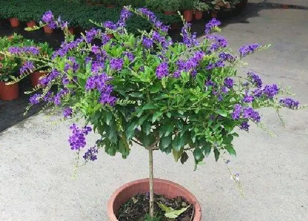 养殖方法|蕾丝金露花怎么养开花