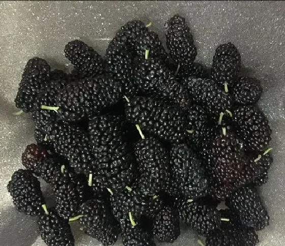 食用技巧|桑葚怎么洗才干净 正确的清洗方法