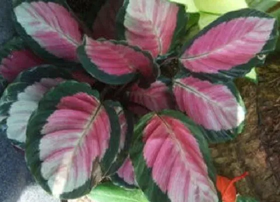 植物毒性|银羽竹芋有毒吗 可以放在室内养吗