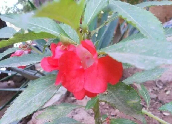 开花时间|指甲草多久开花一次