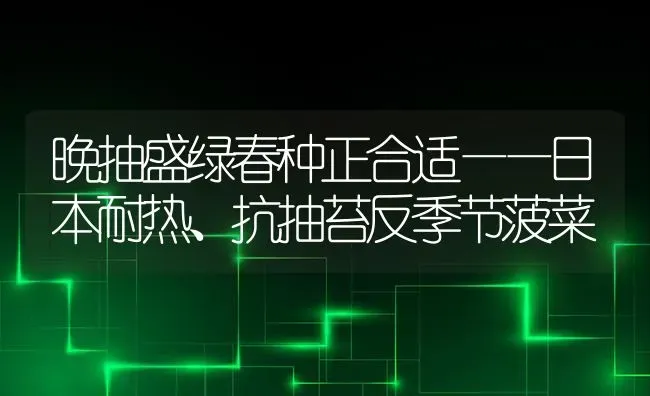 晚抽盛绿春种正合适——日本耐热、抗抽苔反季节菠菜 | 蔬菜种植