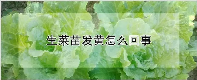 生菜苗发黄怎么回事 | 种植技术