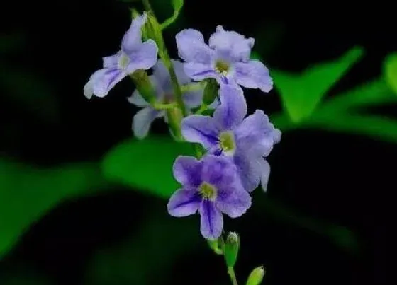 开花时间|假连翘什么时候开花