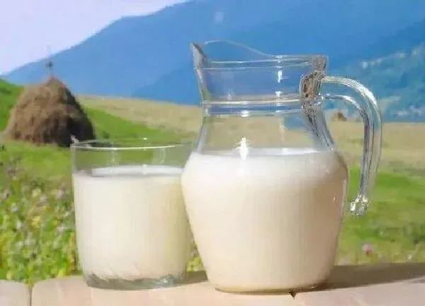 植物浇水|牛奶过期能浇花吗 适合浇什么花卉