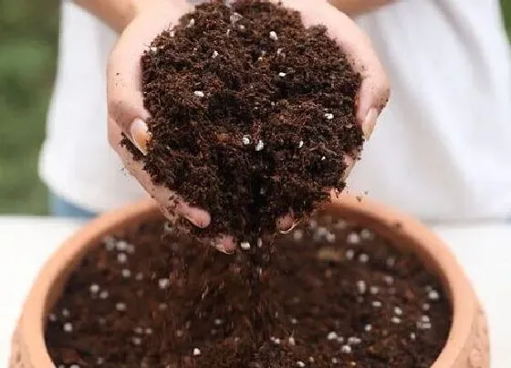 种植土壤|通用营养土可以直接种花吗