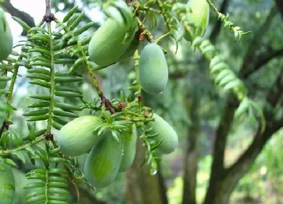 果实成熟|香榧几月份成熟采摘最合适 采摘时间及收获季节