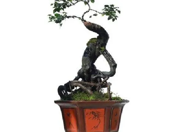 养殖方法|黑塔子怎么养才能开花结果