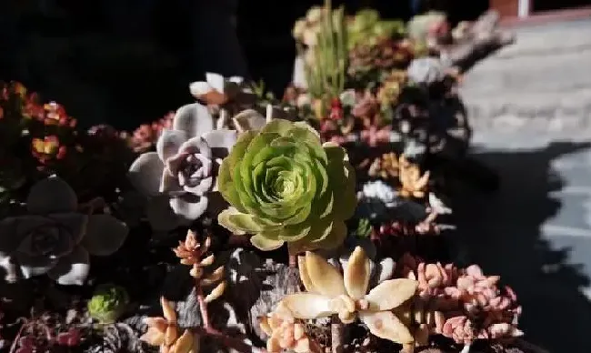 养殖科普|多肉植物什么时候进入休眠期和生长期（休多肉休眠时间表）