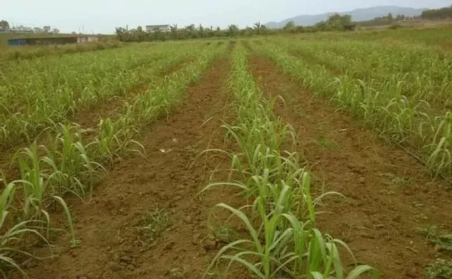 种植管理|甘蔗种植用种子还是用种苗好，甘蔗种子怎样育苗和种植技术）