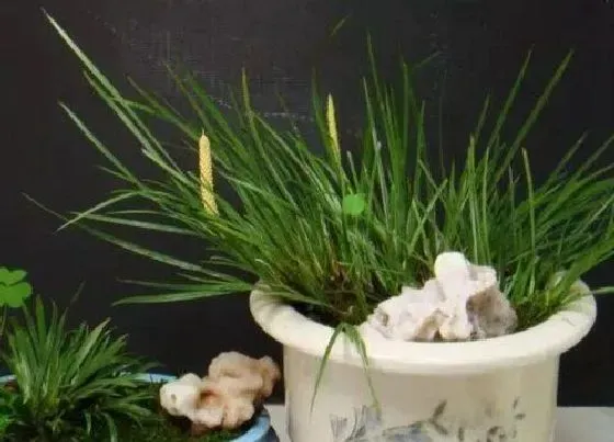 食用科普|石菖蒲是热性还是凉性
