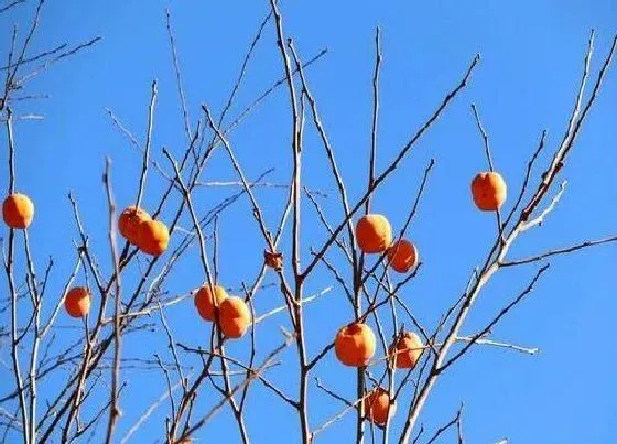 植物百科|老鸦柿生长在什么地方