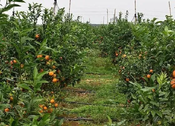 植物修剪|桔子树怎么修剪方法