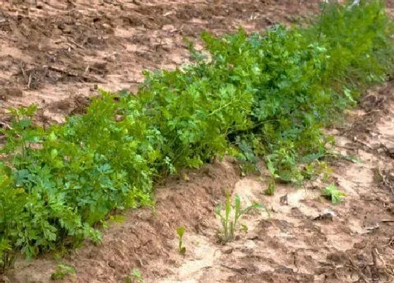 植物虫害|芹菜病虫害防治技术与方法措施