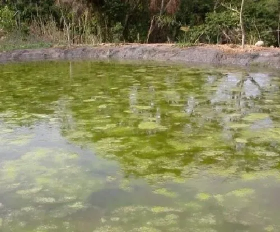 植物百科|水绵是什么植物类别 属于什么科植物