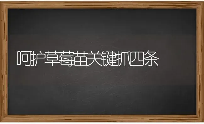 呵护草莓苗关键抓四条 | 瓜果种植