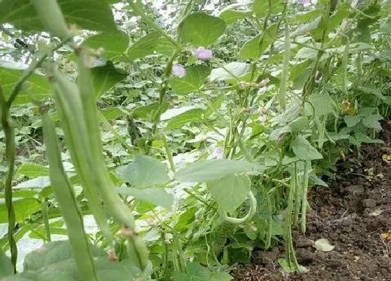 种植方法|菜豆种植时间和方法