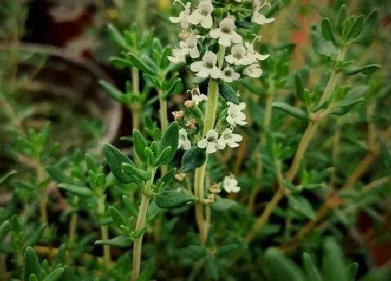 植物修剪|百里香怎么修剪方法