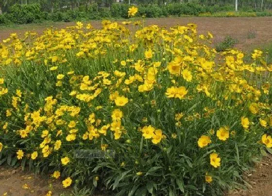 植物播种|金鸡菊什么时候播种好