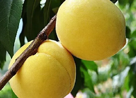 种植管理|黄桃树几年结果实