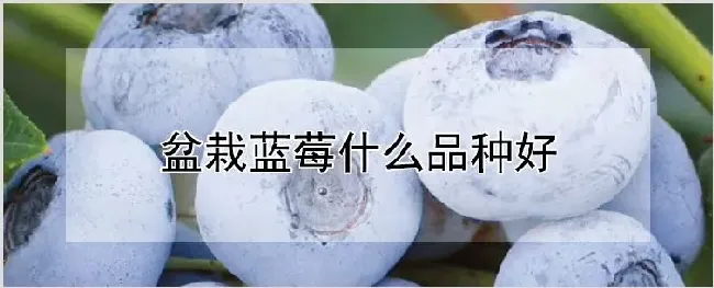 盆栽蓝莓什么品种好 | 农业科普