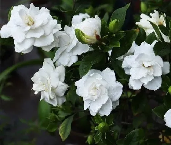 开花时间|栀子花什么时候开花季节 一般几点钟开放